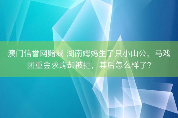 澳门信誉网赌城 湖南姆妈生了只小山公，马戏团重金求购却被拒，其后怎么样了？